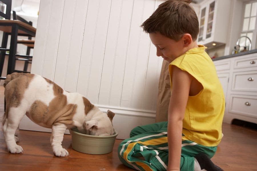 Eating Bulldog 1