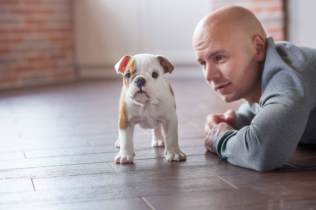 how much should a english bulldog weight at 5 months