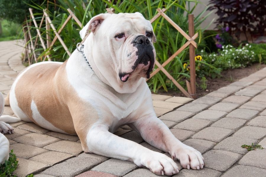 does the american bulldog love children