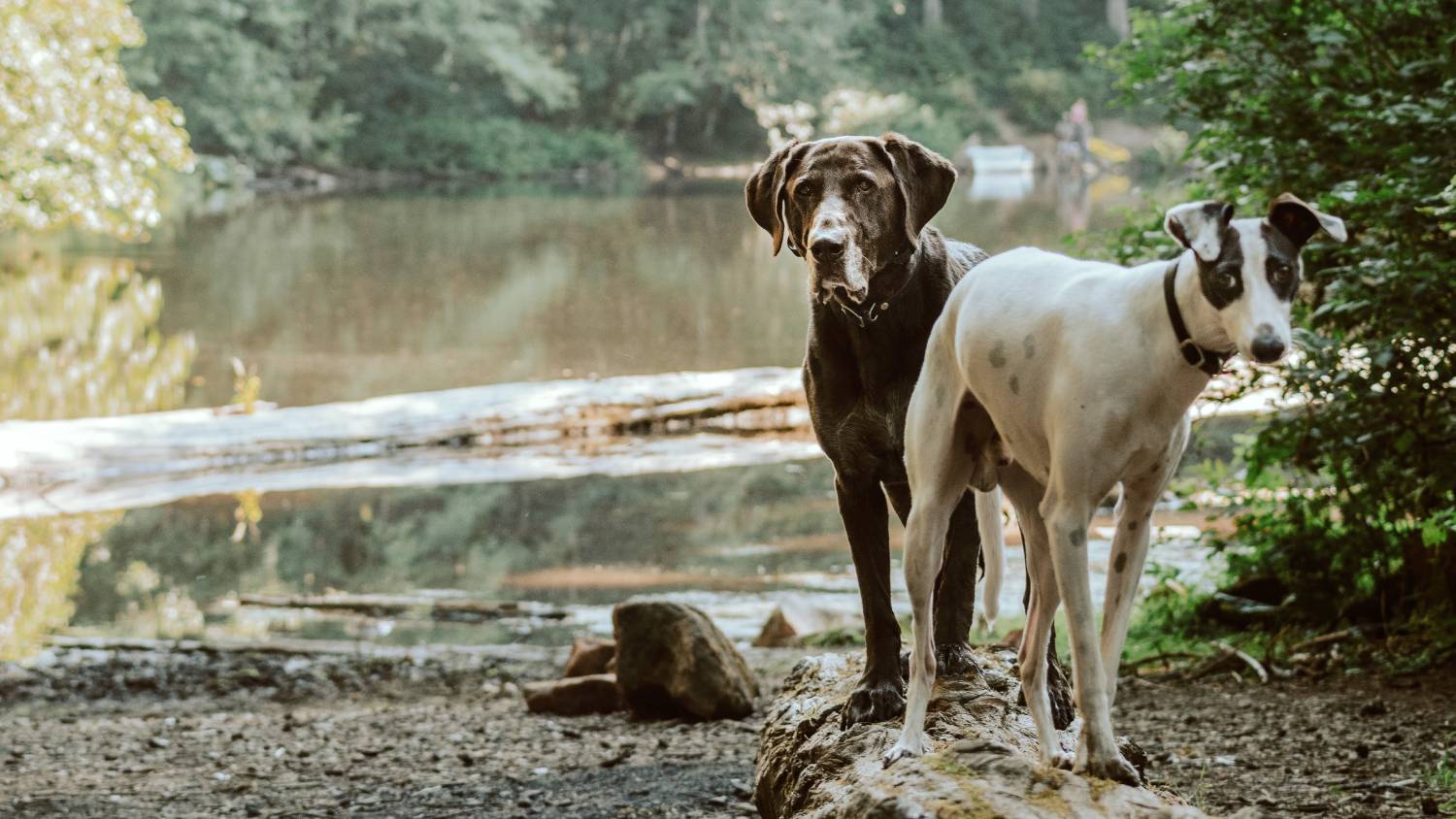 Do Dogs’ Nipples Get Bigger When In Heat? When To Worry? - PawsGeek