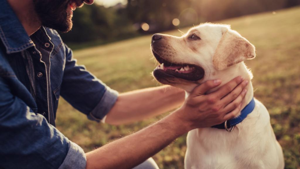 how-long-does-advantage-and-frontline-flea-treatment-take-to-work