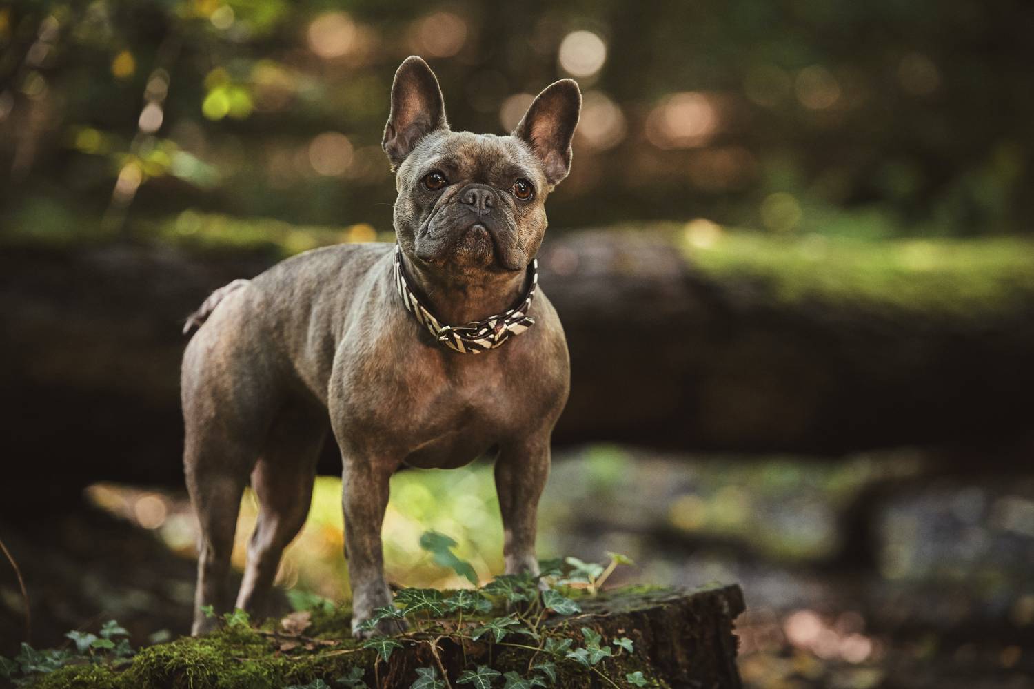 Here's A Real French Bulldog Sperm Price [That Much?!]